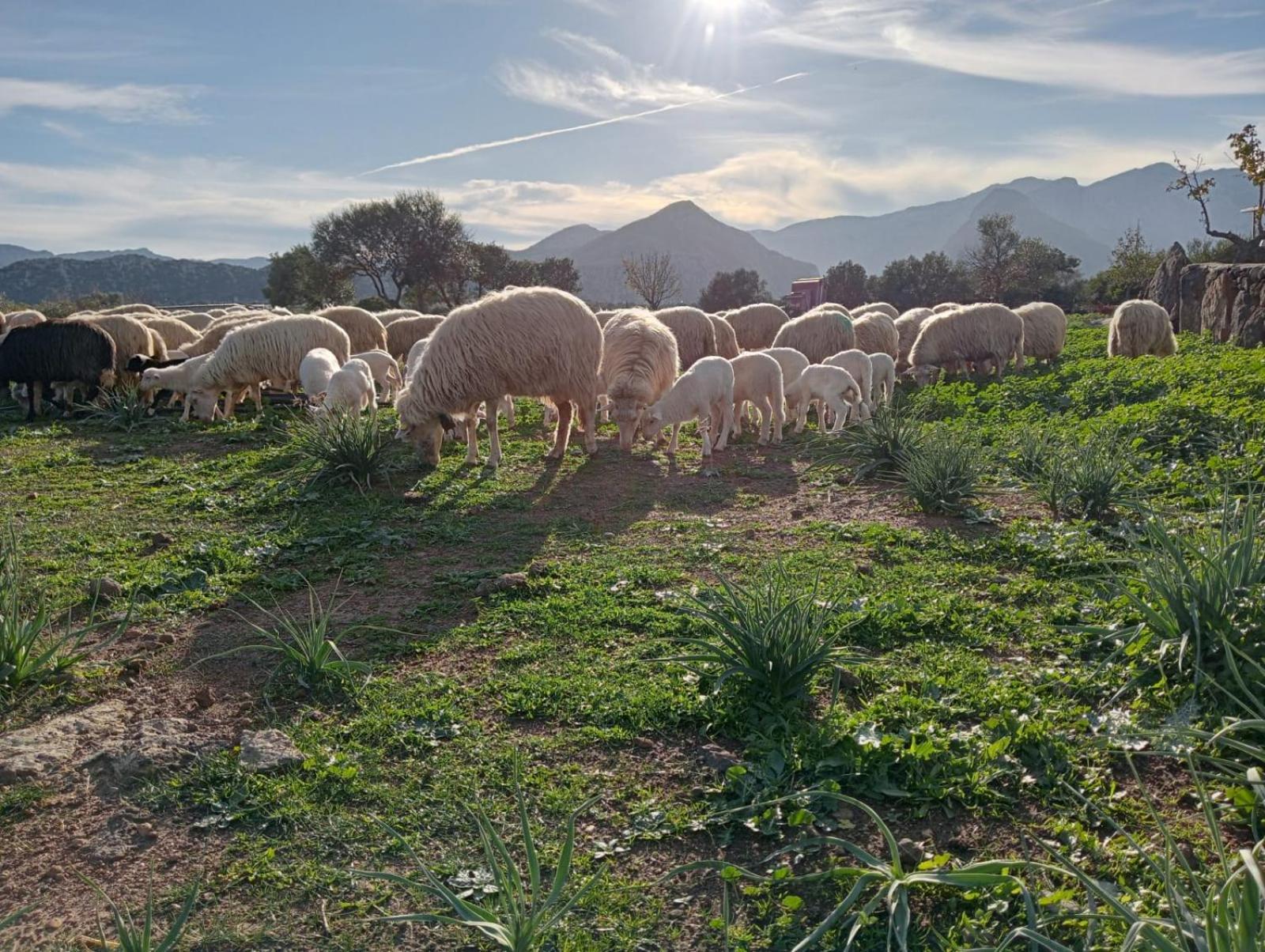 Agriturismo Sa Murta Dorgali Eksteriør bilde
